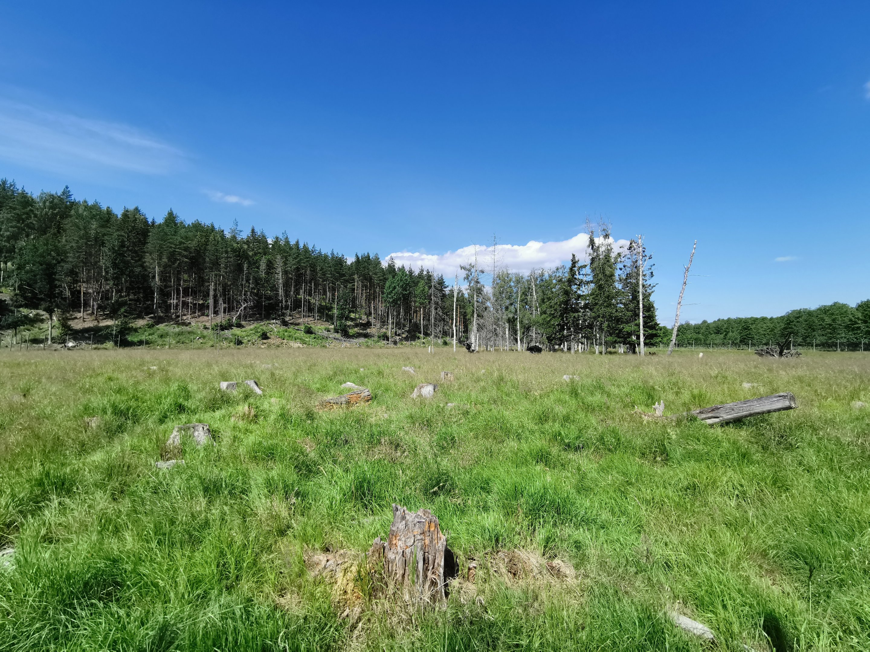 Common fallow deer enclosure