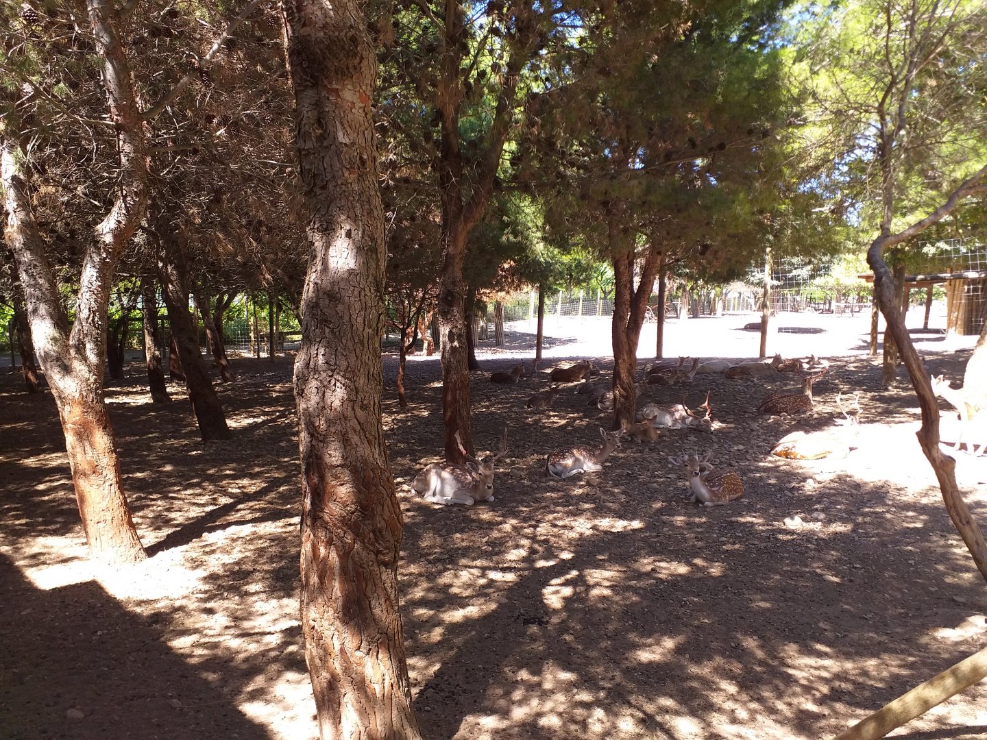 Common fallow deer exhibit -Sendaviva (2020)