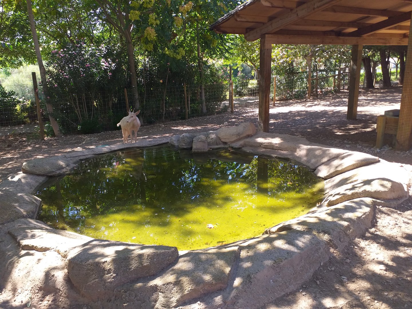 Common fallow deer exhibit -Sendaviva (2020)