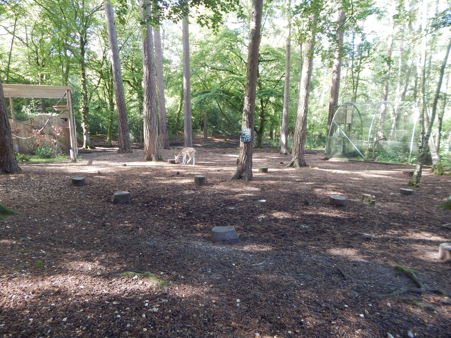 Common fallow deer habitat 130924