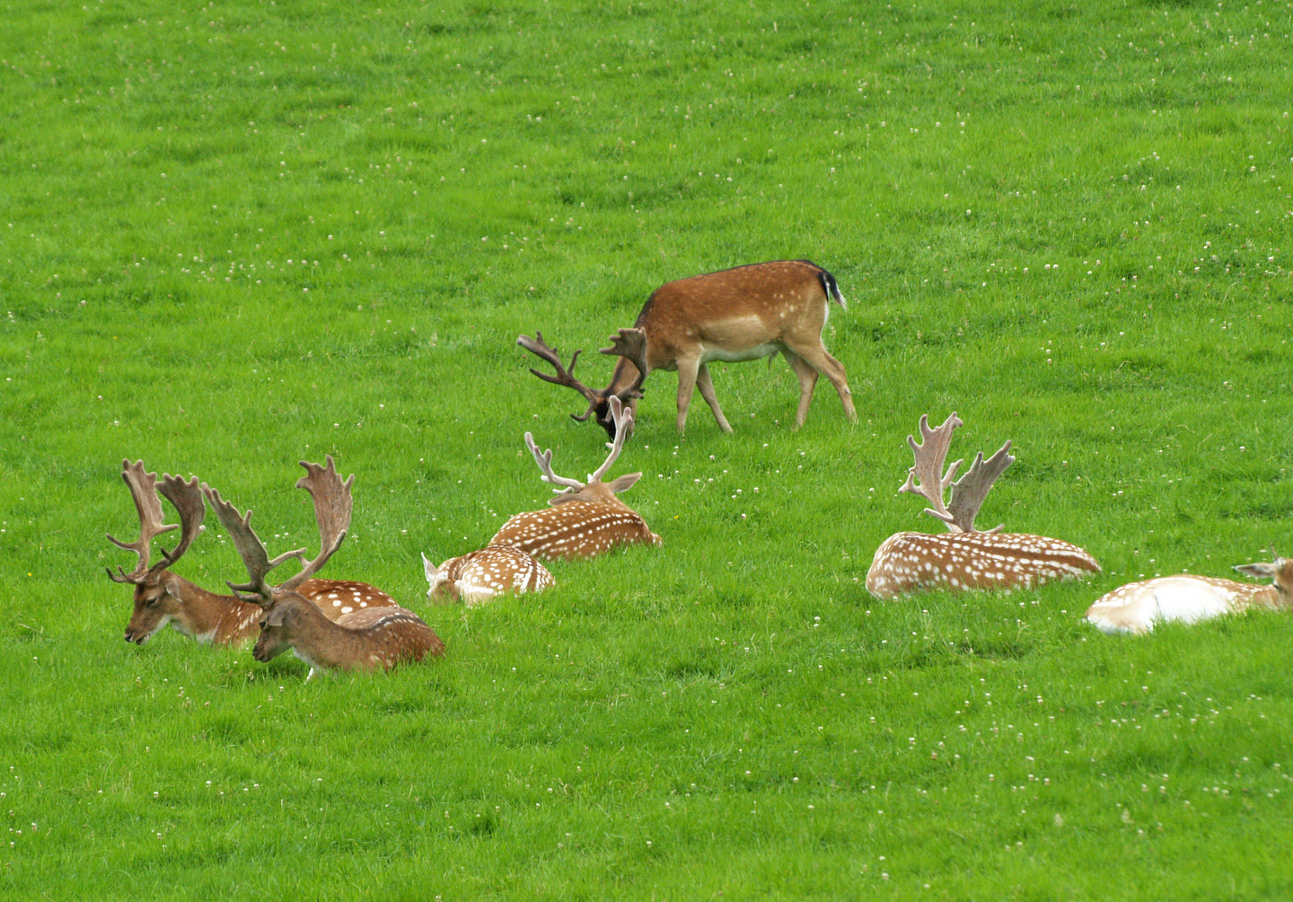 Common fallow deer herd (Dama dama), 2008-08-02