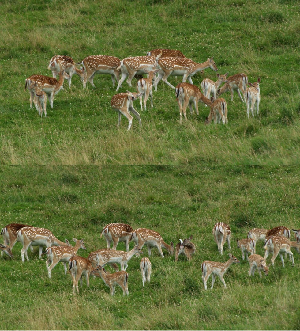 Common fallow deer herd (Dama dama), 2008-08-02