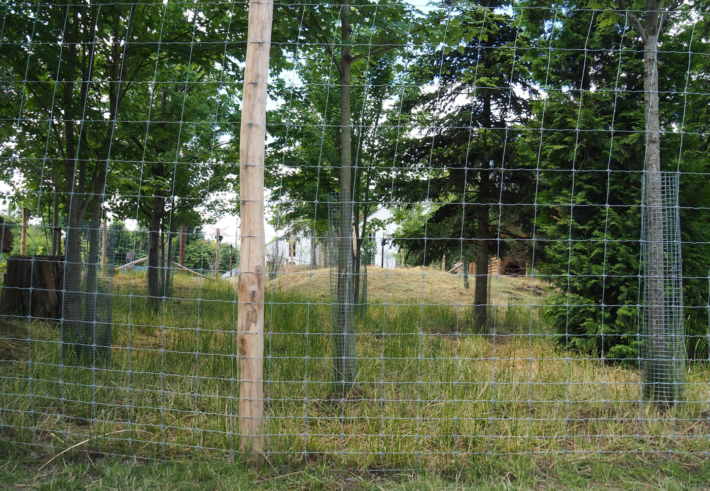 Common fallow deer holding paddock, 2022-06-28