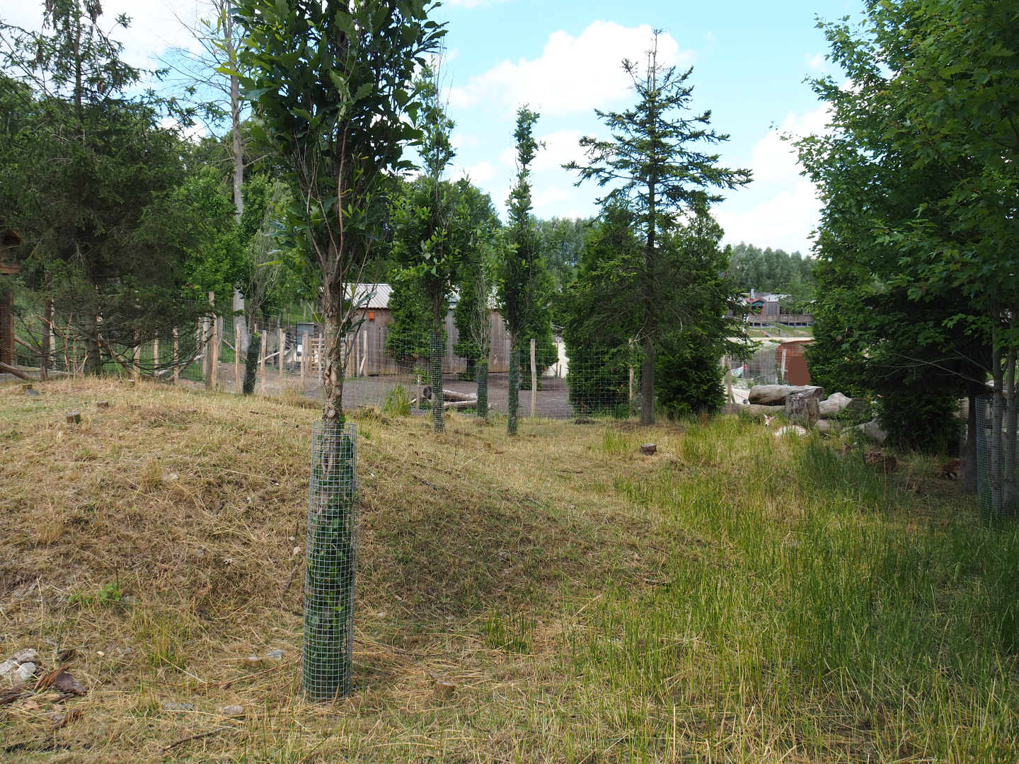 Common fallow deer holding paddock, 2022-06-28