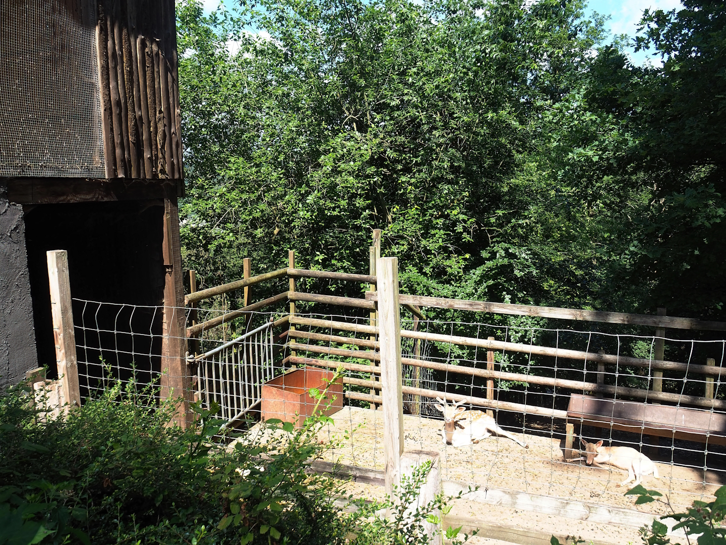 Common fallow deer holding paddock, 2023-06-24