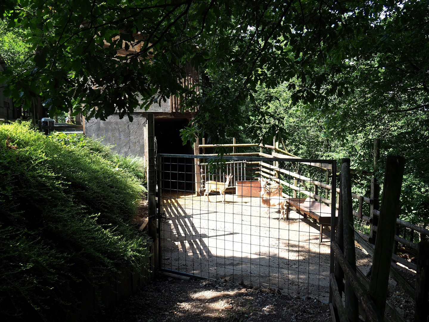 Common fallow deer holding paddock, 2023-06-24