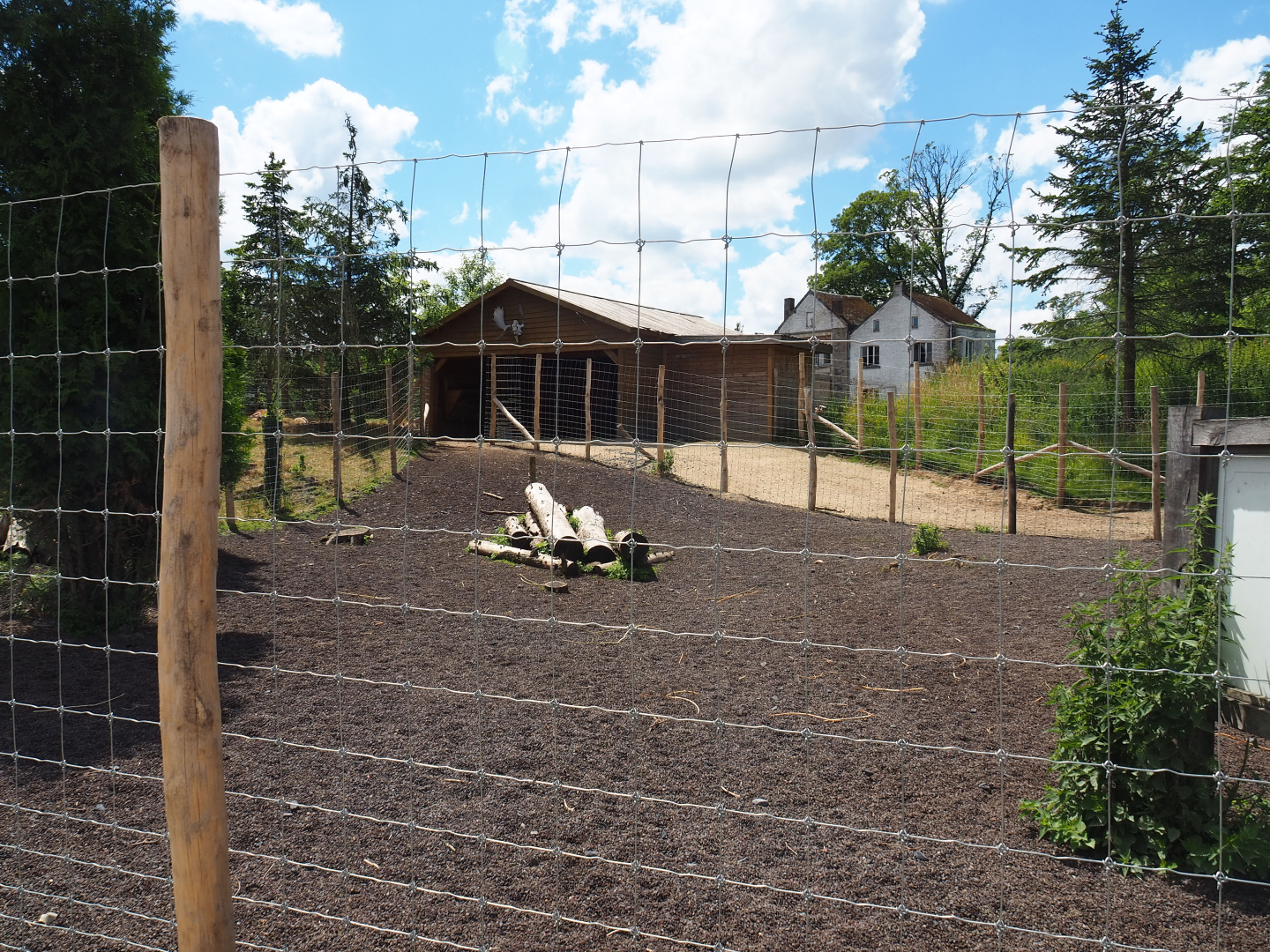 Common fallow deer holding paddock and shelter, 2022-06-28