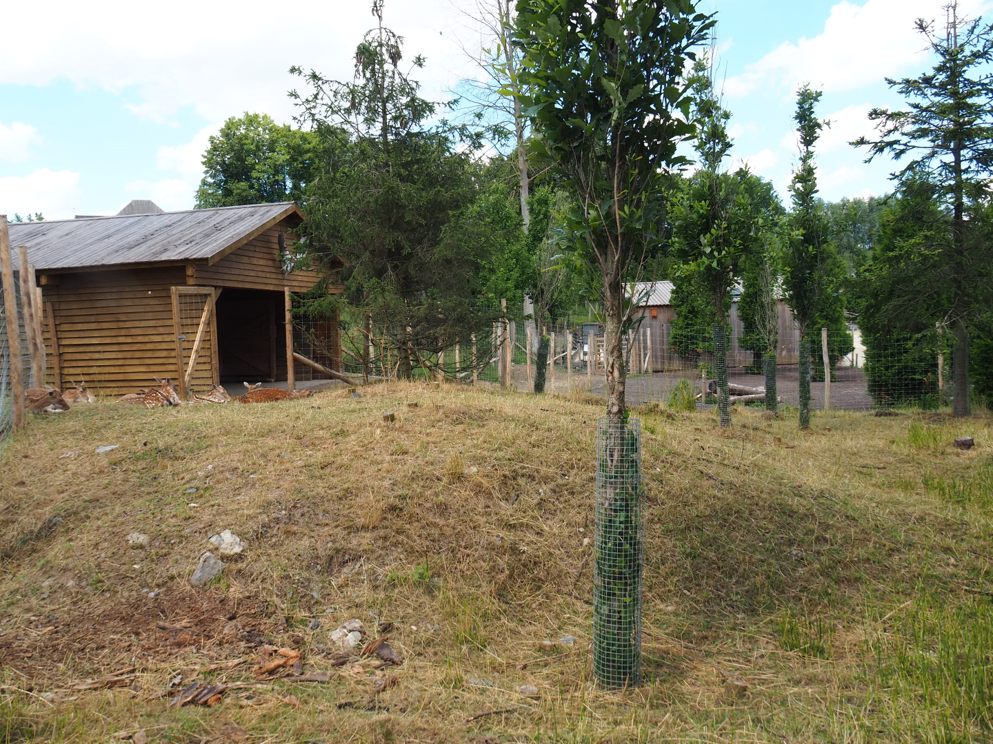 Common fallow deer holding paddock and shelter, 2022-06-28