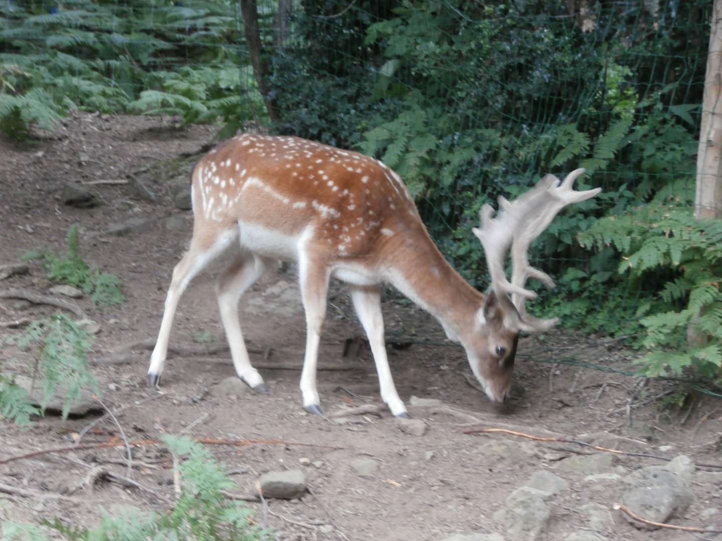Common fallow deer- Lacuniacha