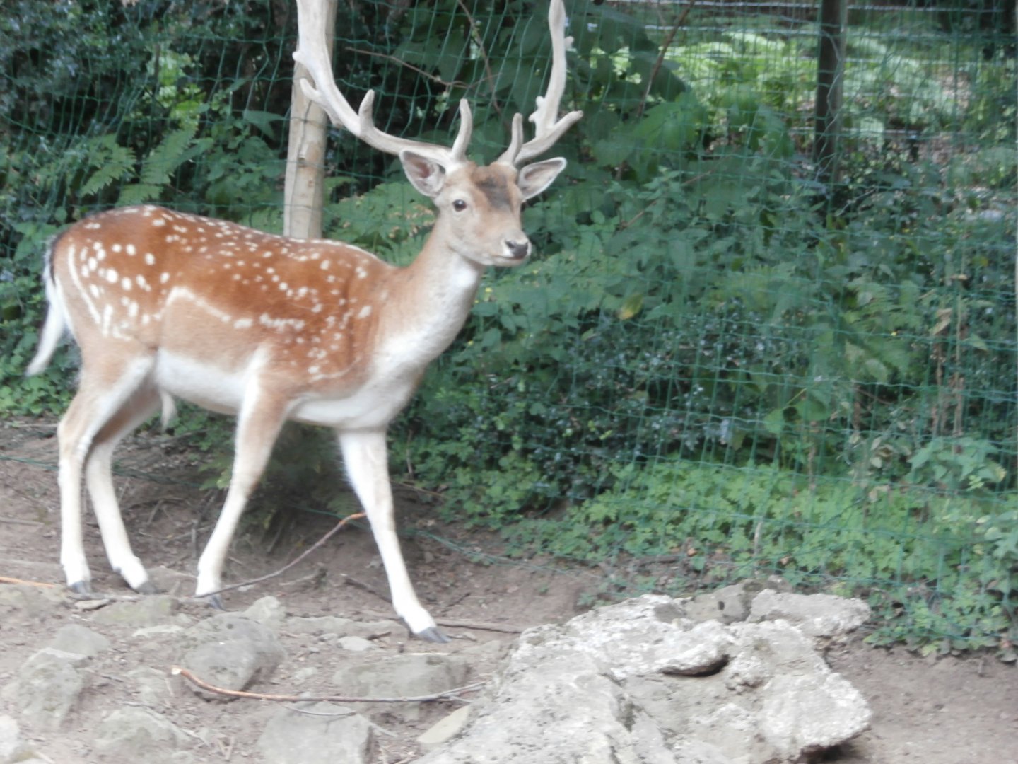 Common fallow deer- Lacuniacha
