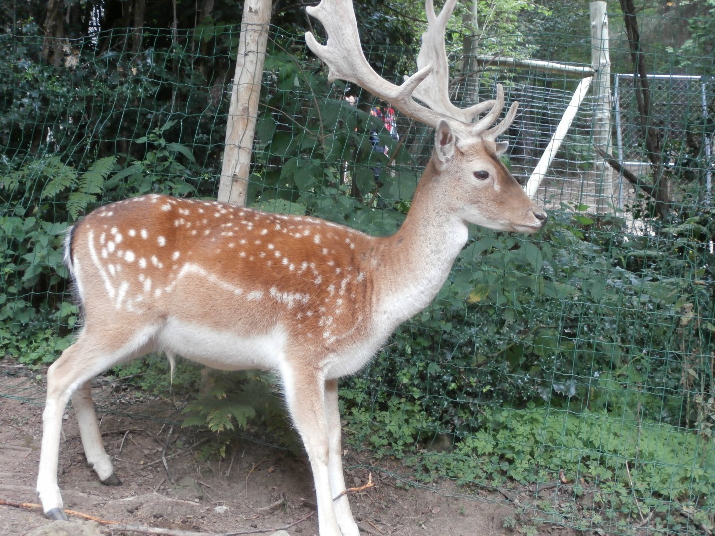 Common fallow deer- Lacuniacha