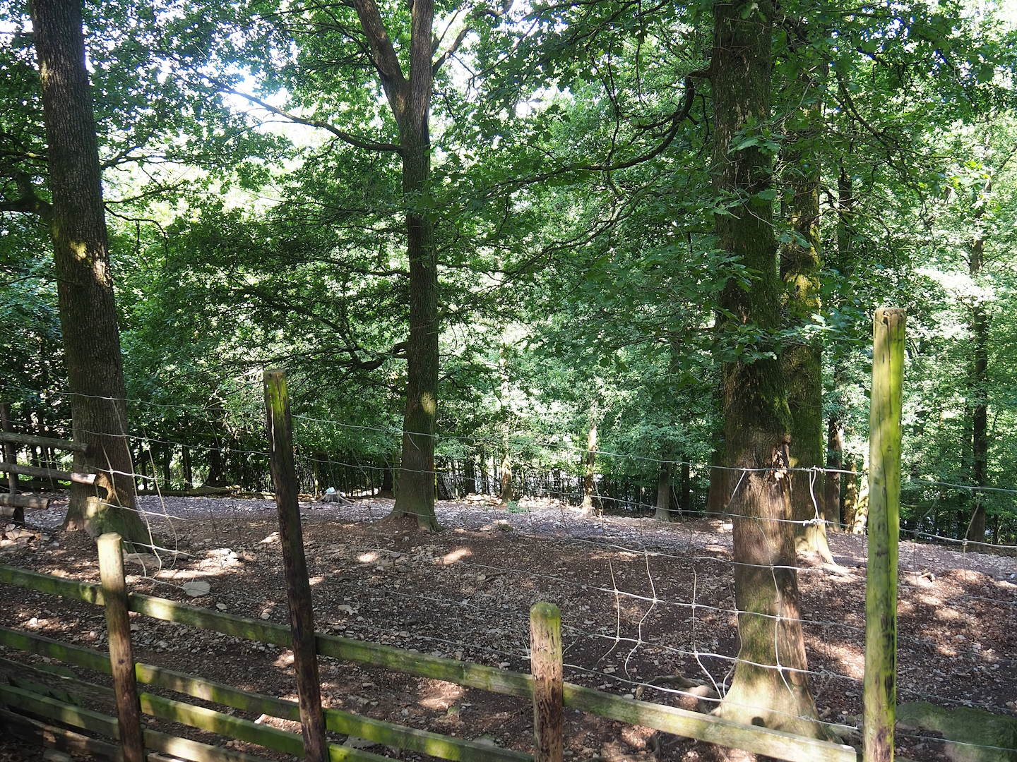 Common fallow deer paddock, 2023-06-24