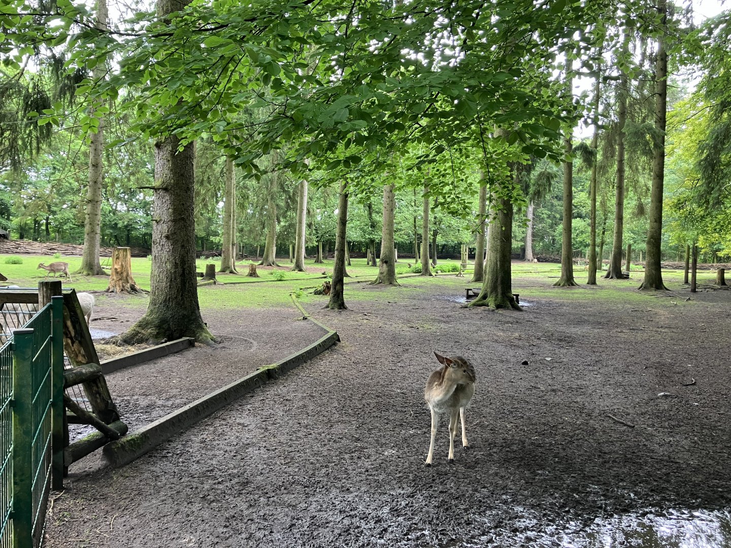Common fallow deer paddock