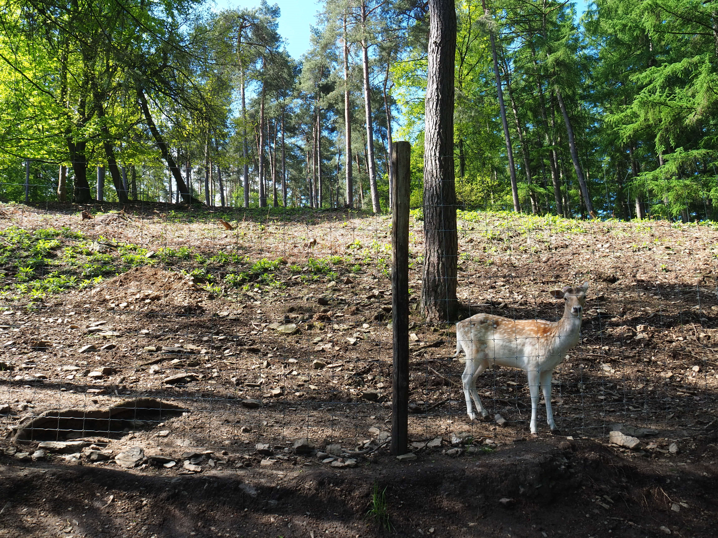 Common fallow deer, Scottish Highland cattle and Heck horse paddock, 2021-05-29