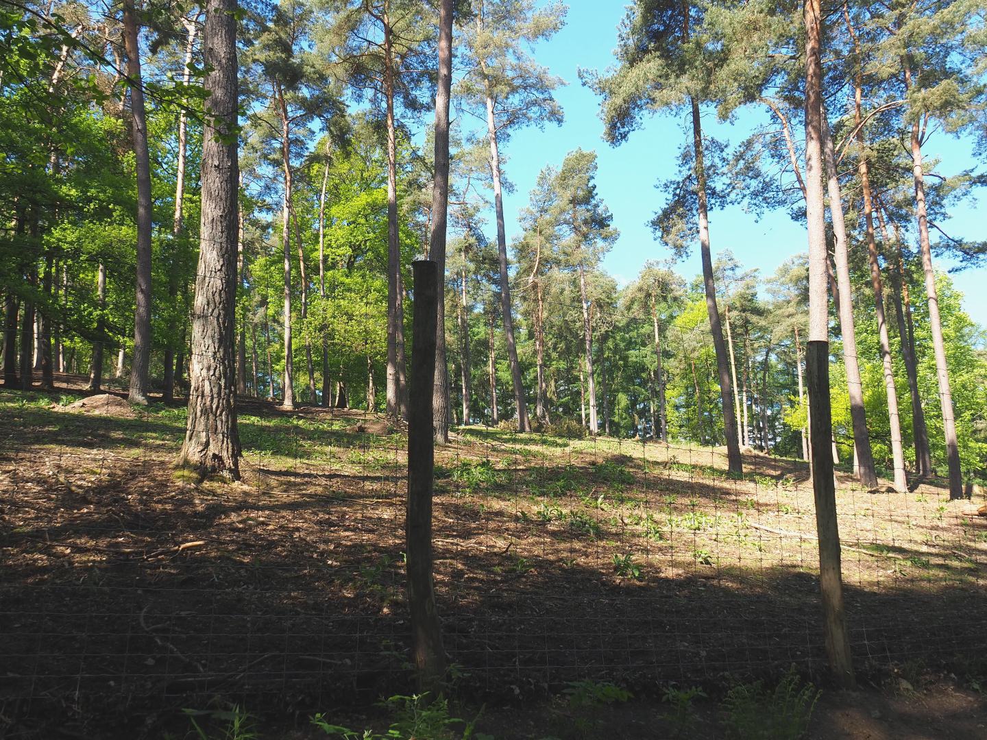 Common fallow deer, Scottish Highland cattle and Heck horse paddock, 2021-05-29