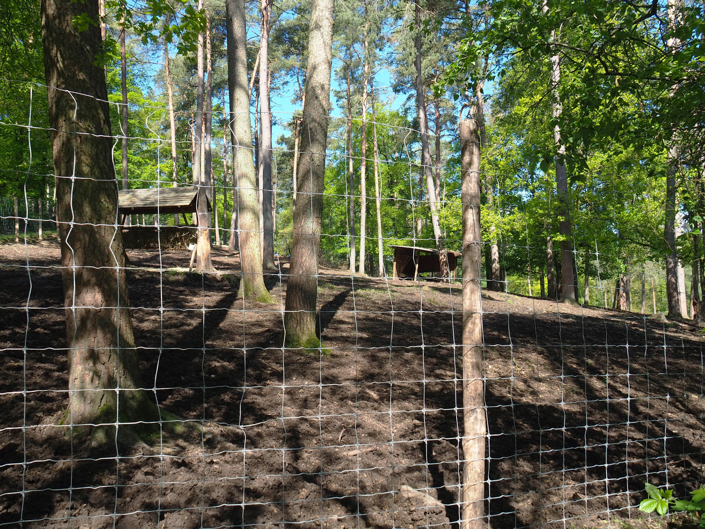 Common fallow deer, Scottish Highland cattle and Heck horse paddock, 2021-05-29