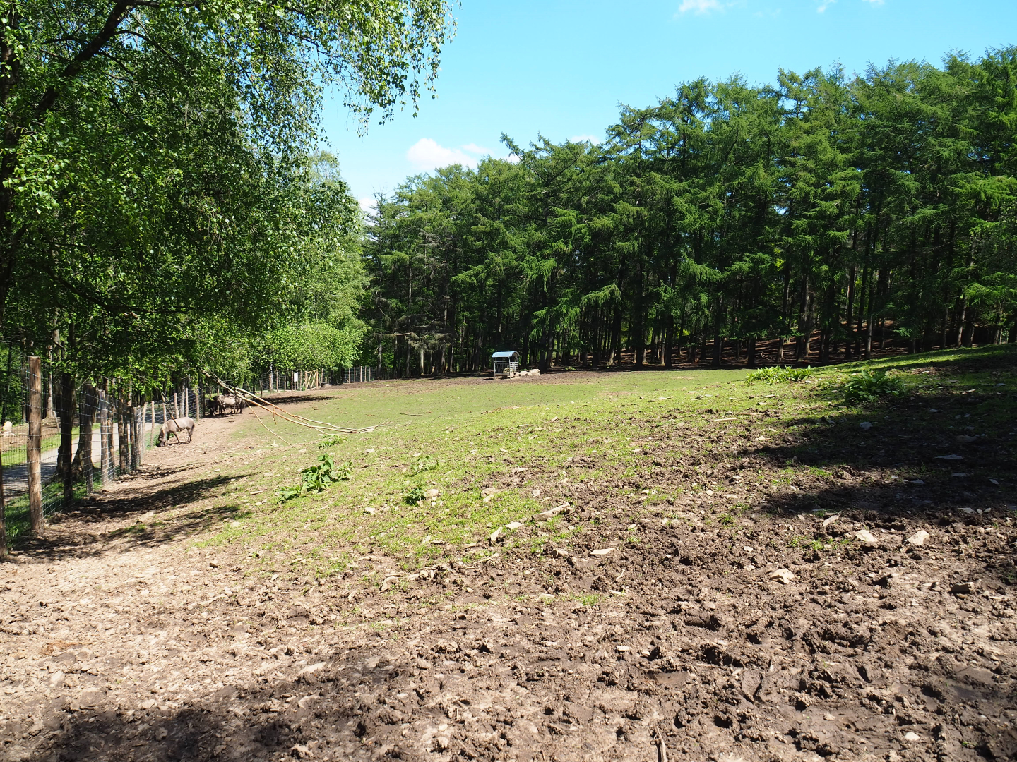 Common fallow deer, Scottish Highland cattle and Heck horse paddock, 2021-05-29