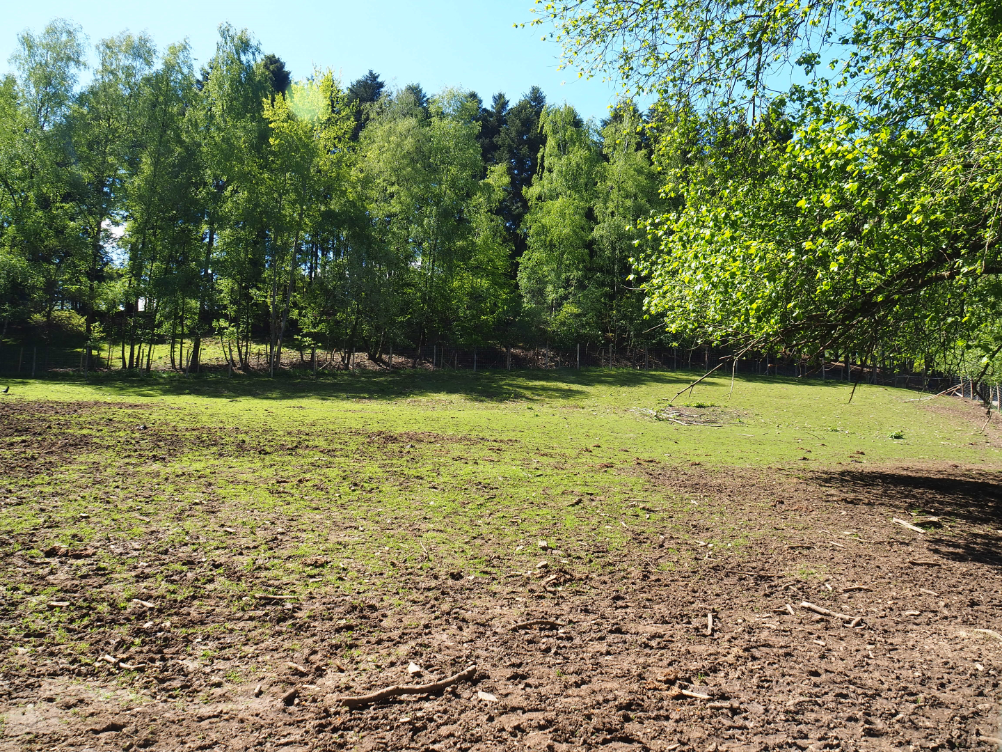 Common fallow deer, Scottish Highland cattle and Heck horse paddock, 2021-05-29