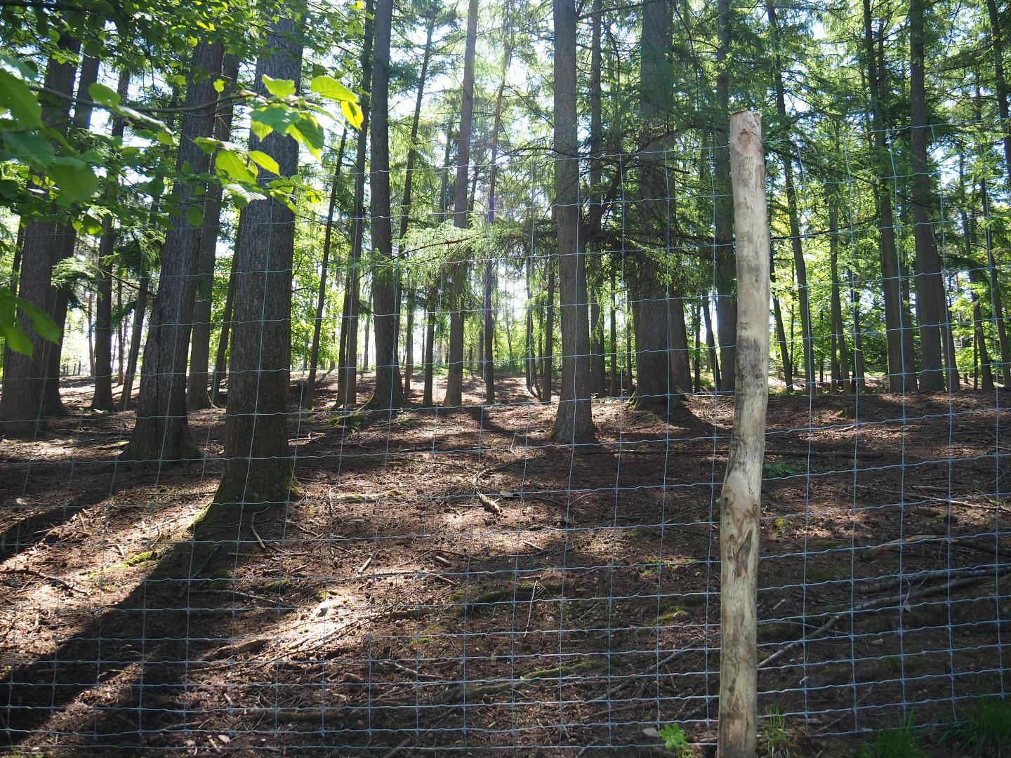 Common fallow deer, Scottish Highland cattle and Heck horse paddock, 2021-05-29