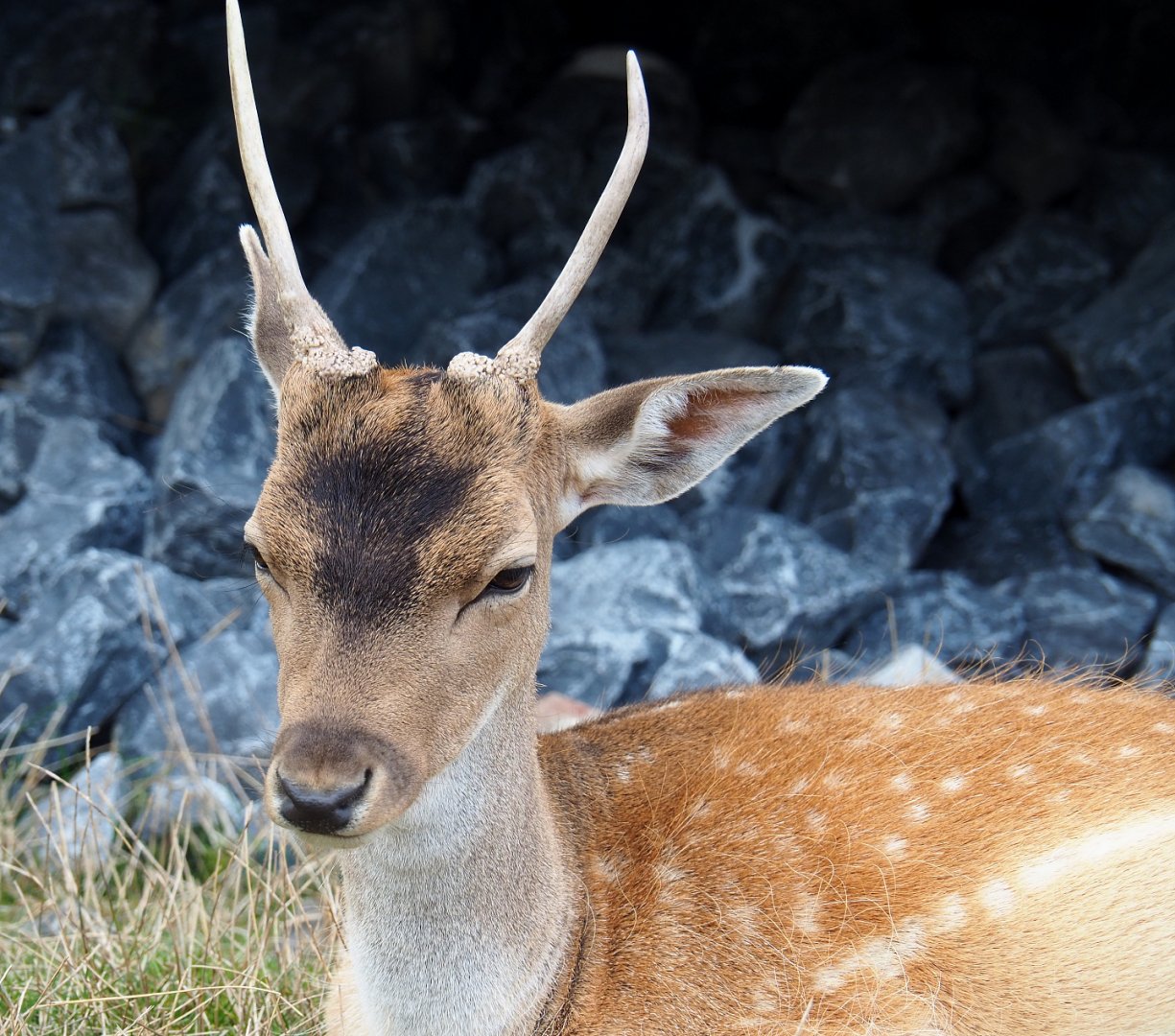 Common fallow deer spike buck (Dama dama), 2020-09-03