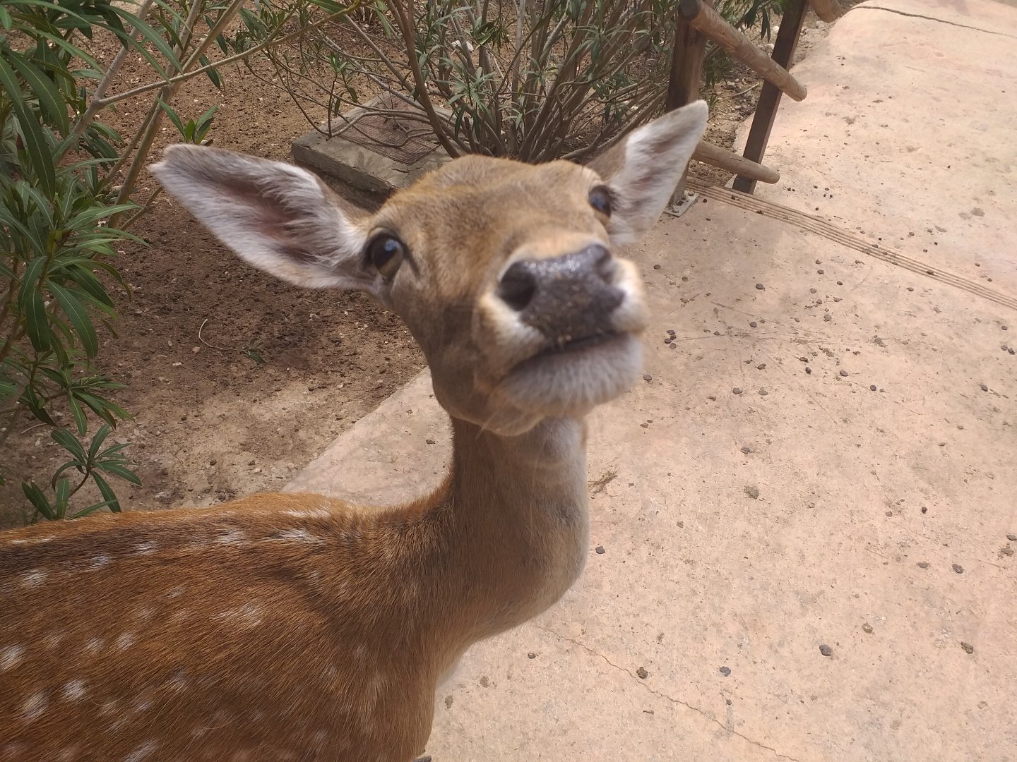 Common fallow deer -TerraNatura Benidorm (2021)