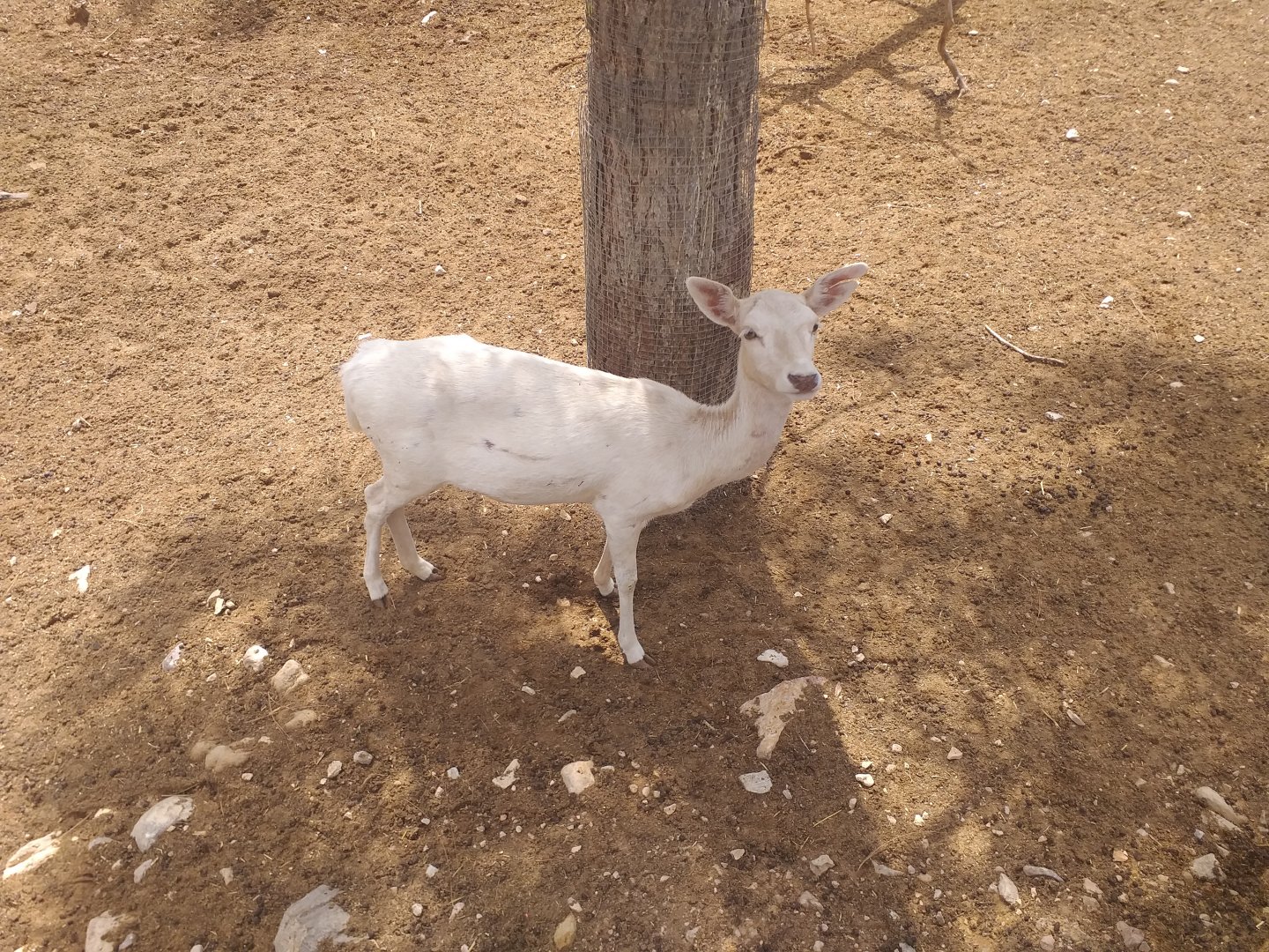 Common fallow deer -TerraNatura Benidorm (2021)