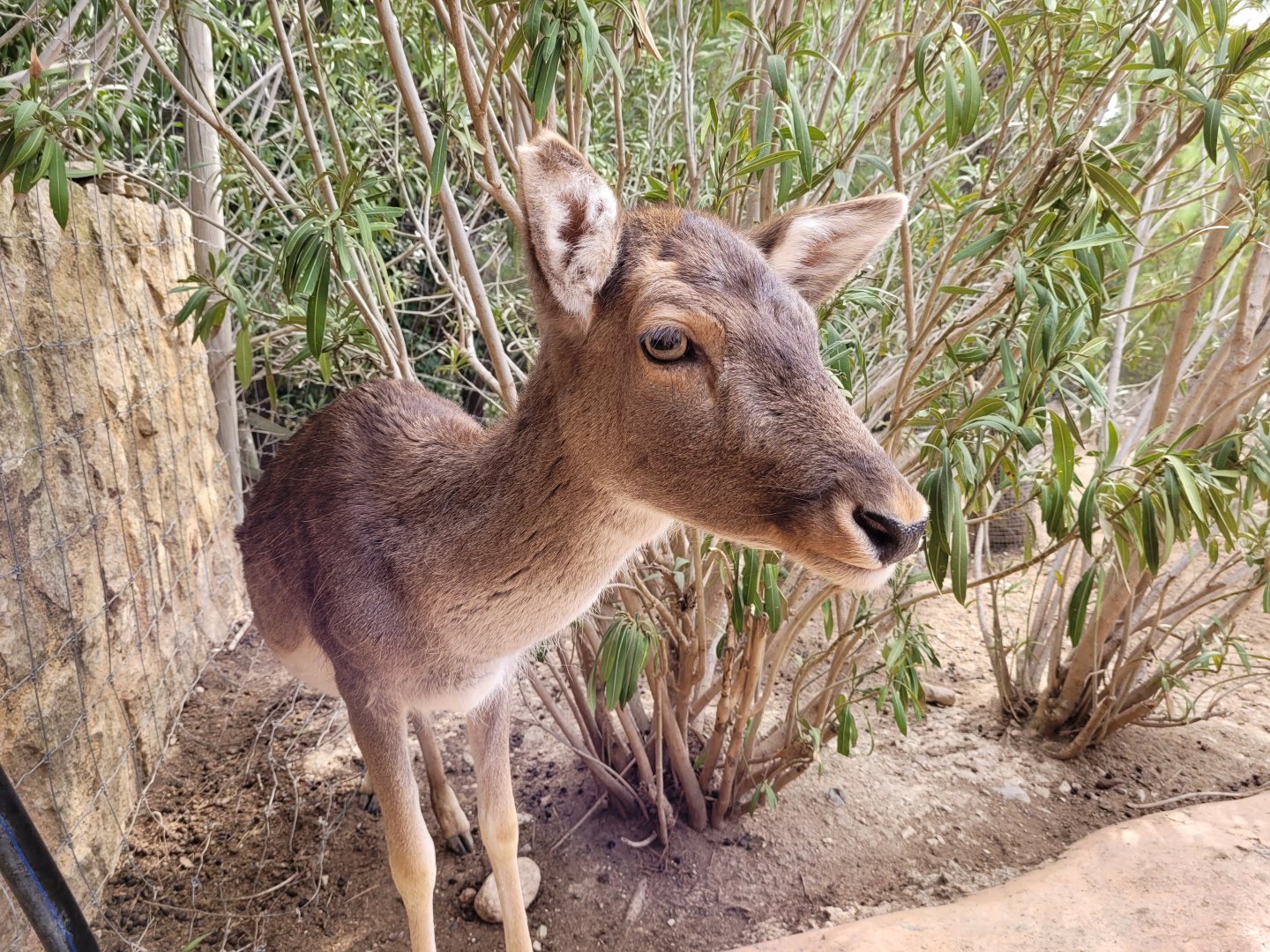 Common fallow deer -TerraNatura Benidorm (2022)
