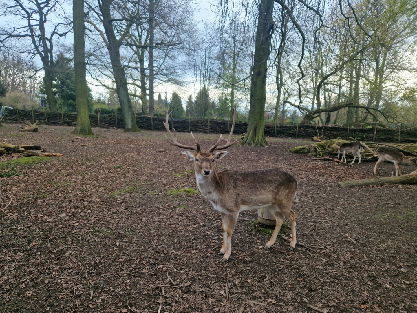 Common Fallow Deer,Tierpark Eilenburg