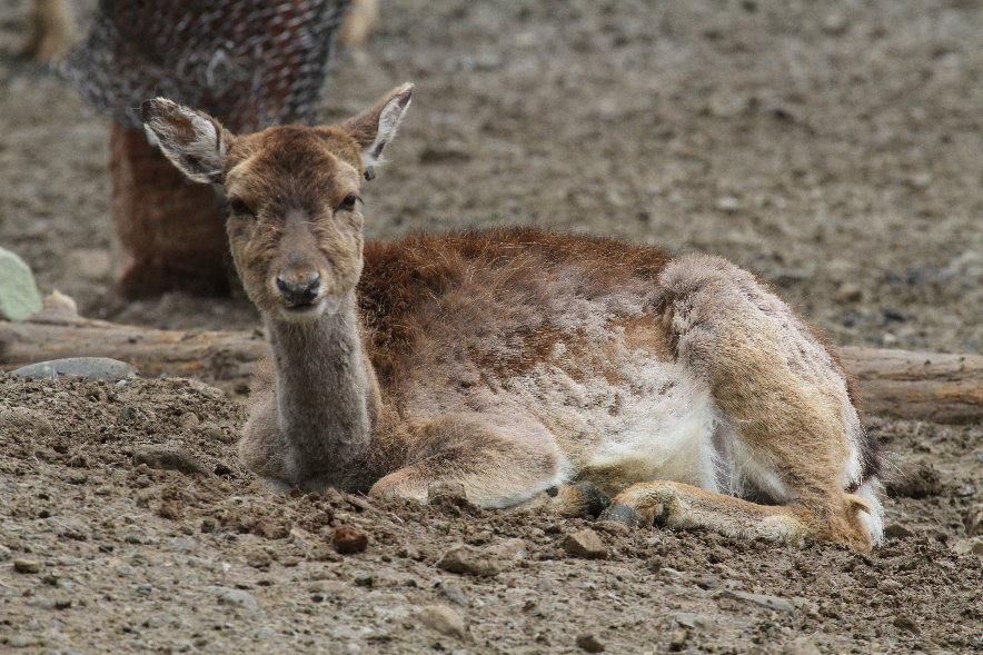 common fallow deer