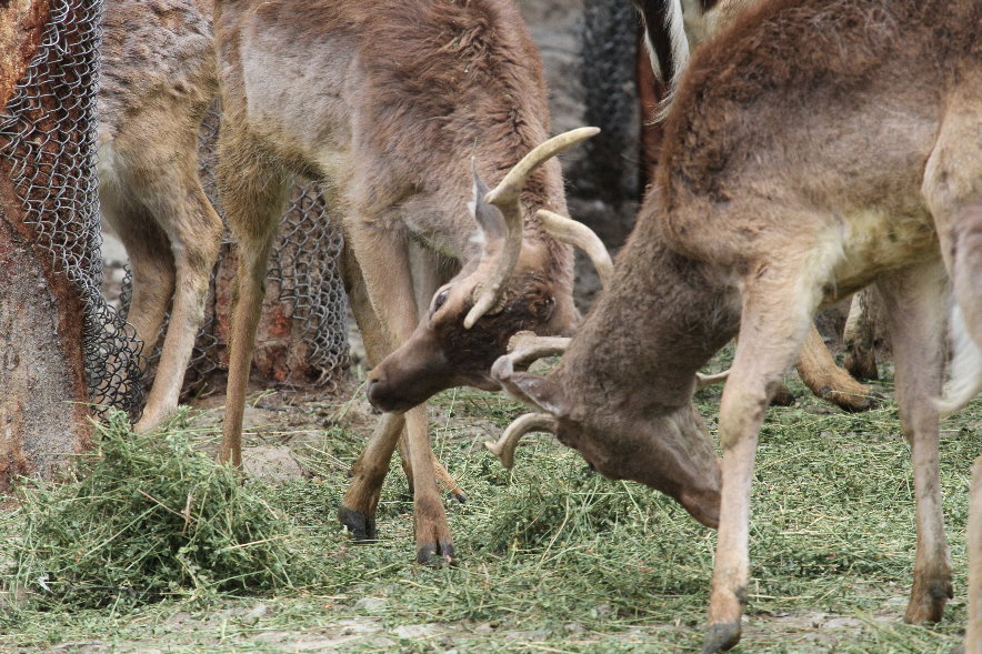 common fallow deer