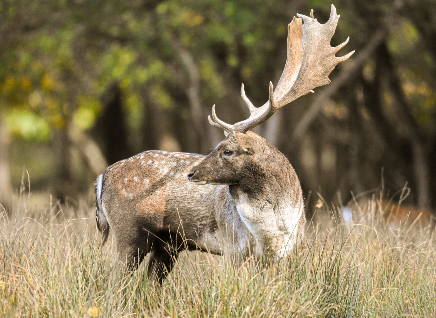 Common fallow deer