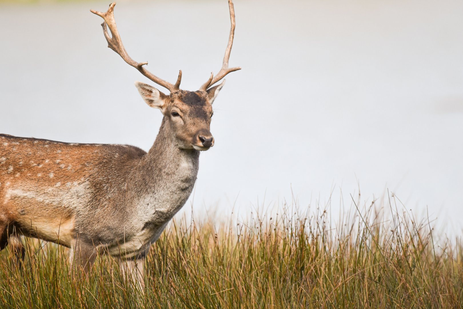 Common fallow deer