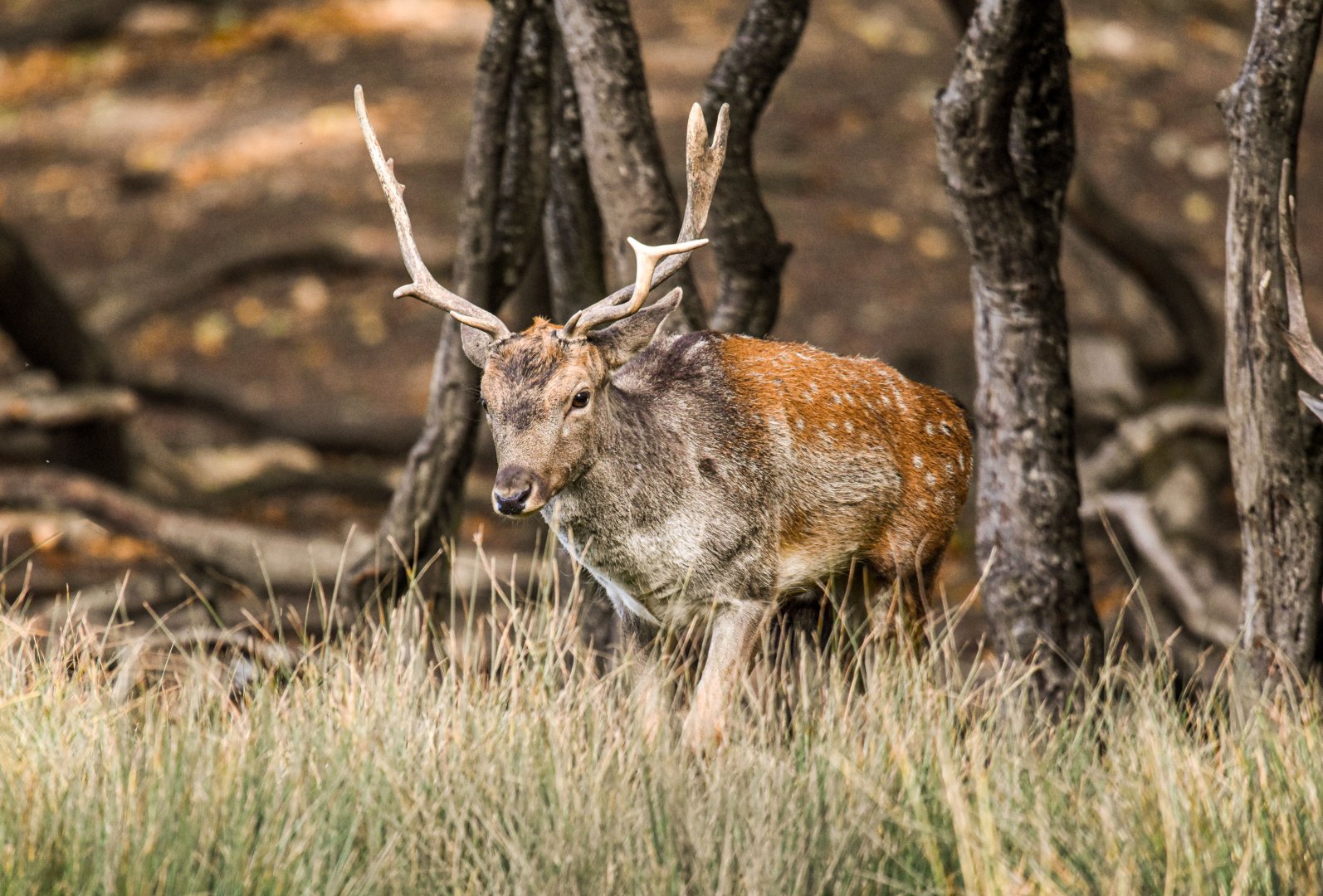 Common fallow deer