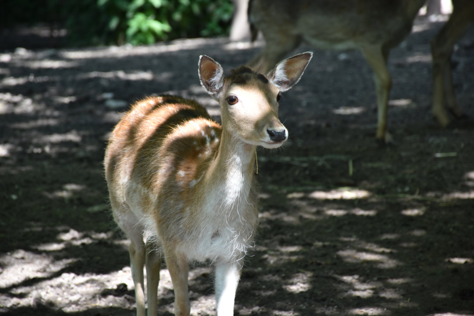 Common fallow deer