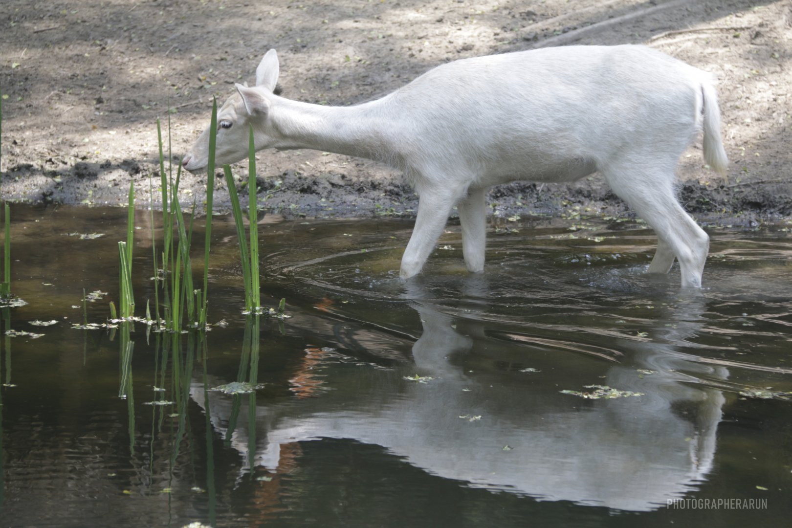 Common Fallow Deer