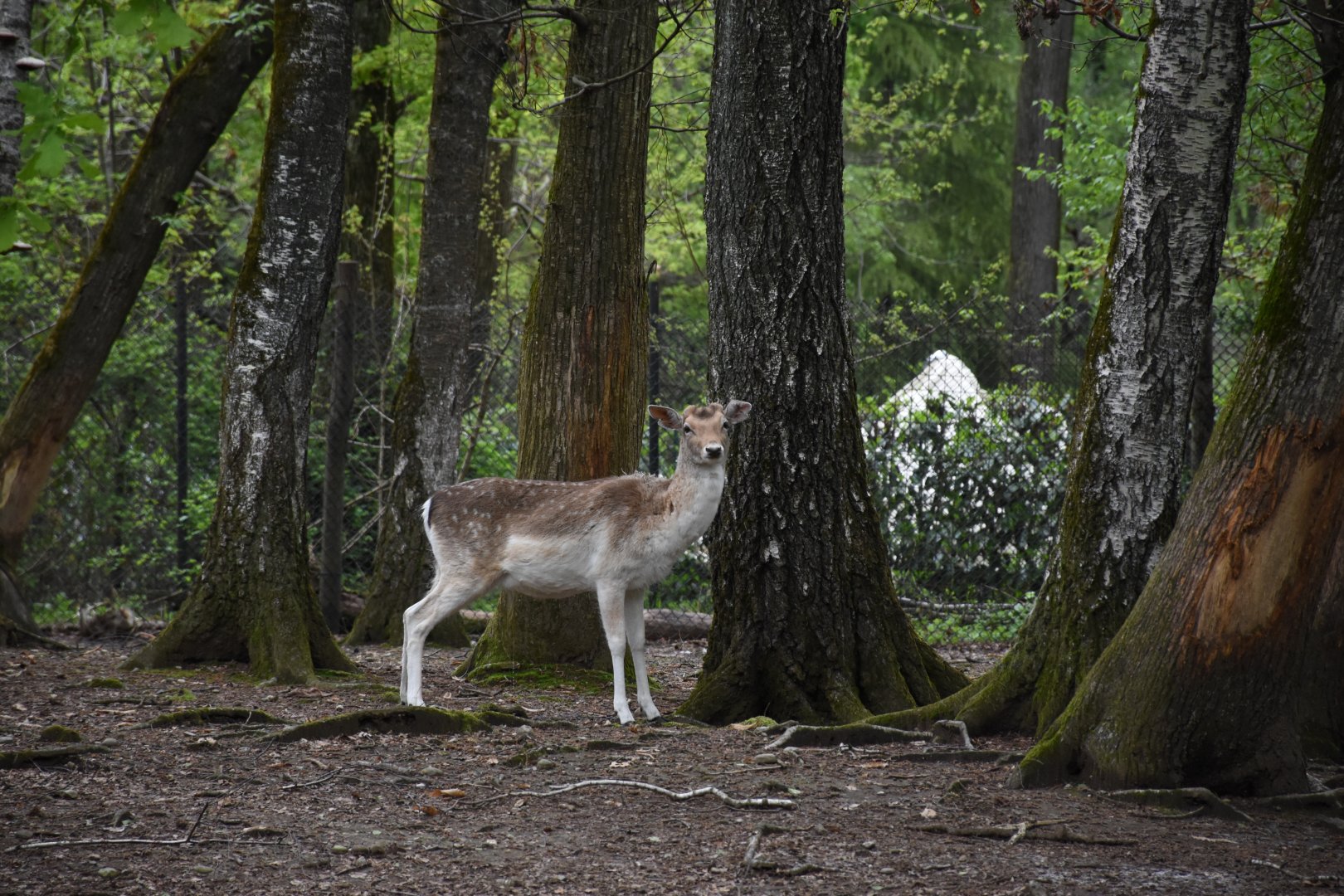 Common fallow deer