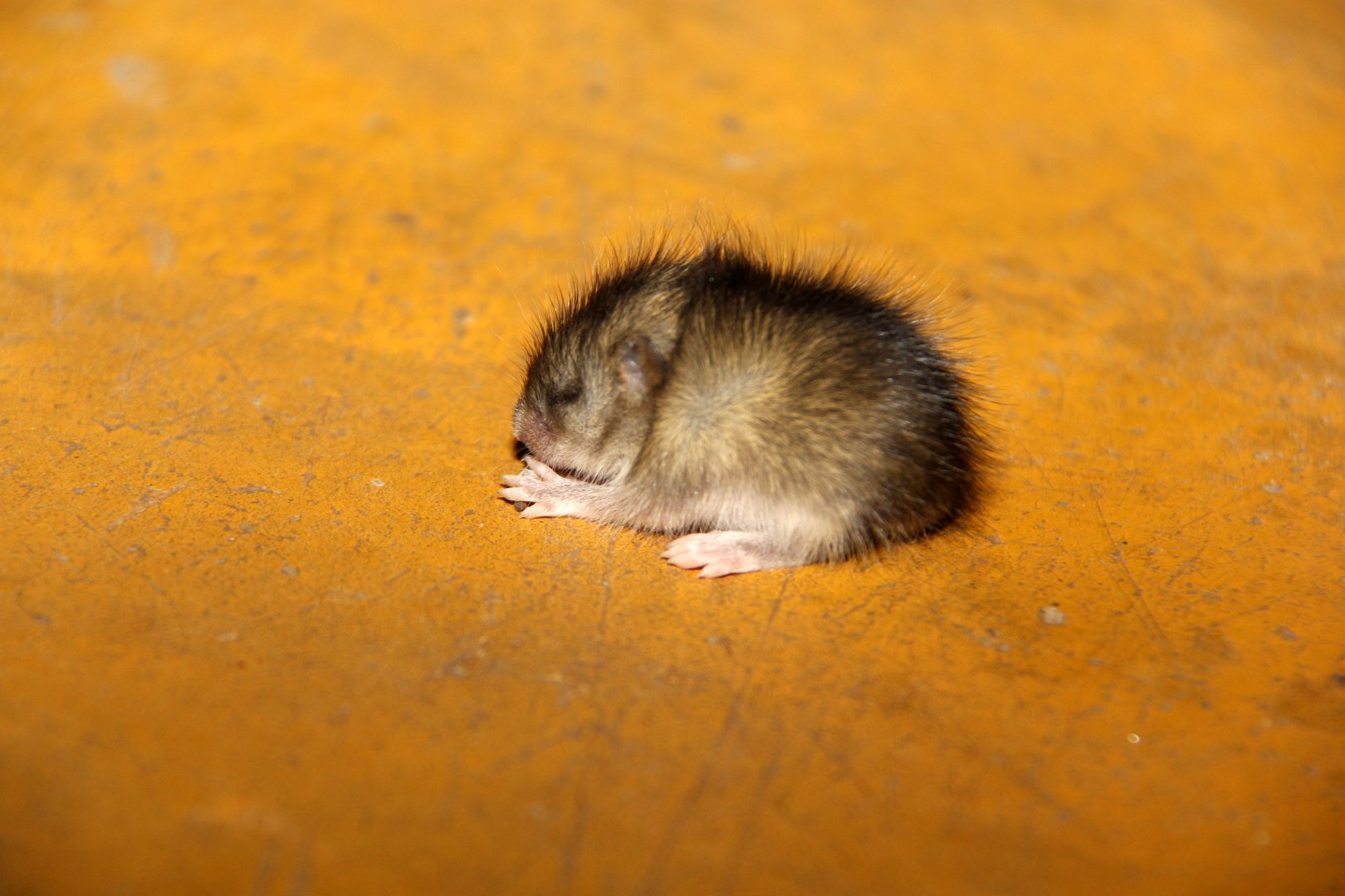 Common Fat Mouse (Steatomys pratensis) young Species ID?