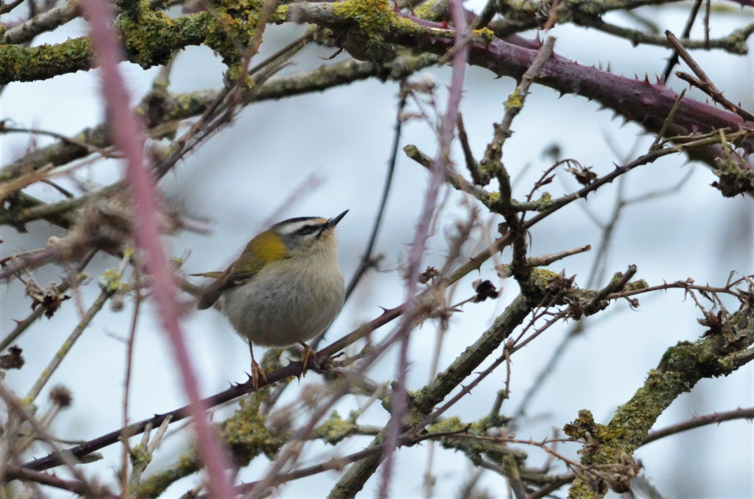 Common Firecrest at Neston (Wirral), 04/02/18