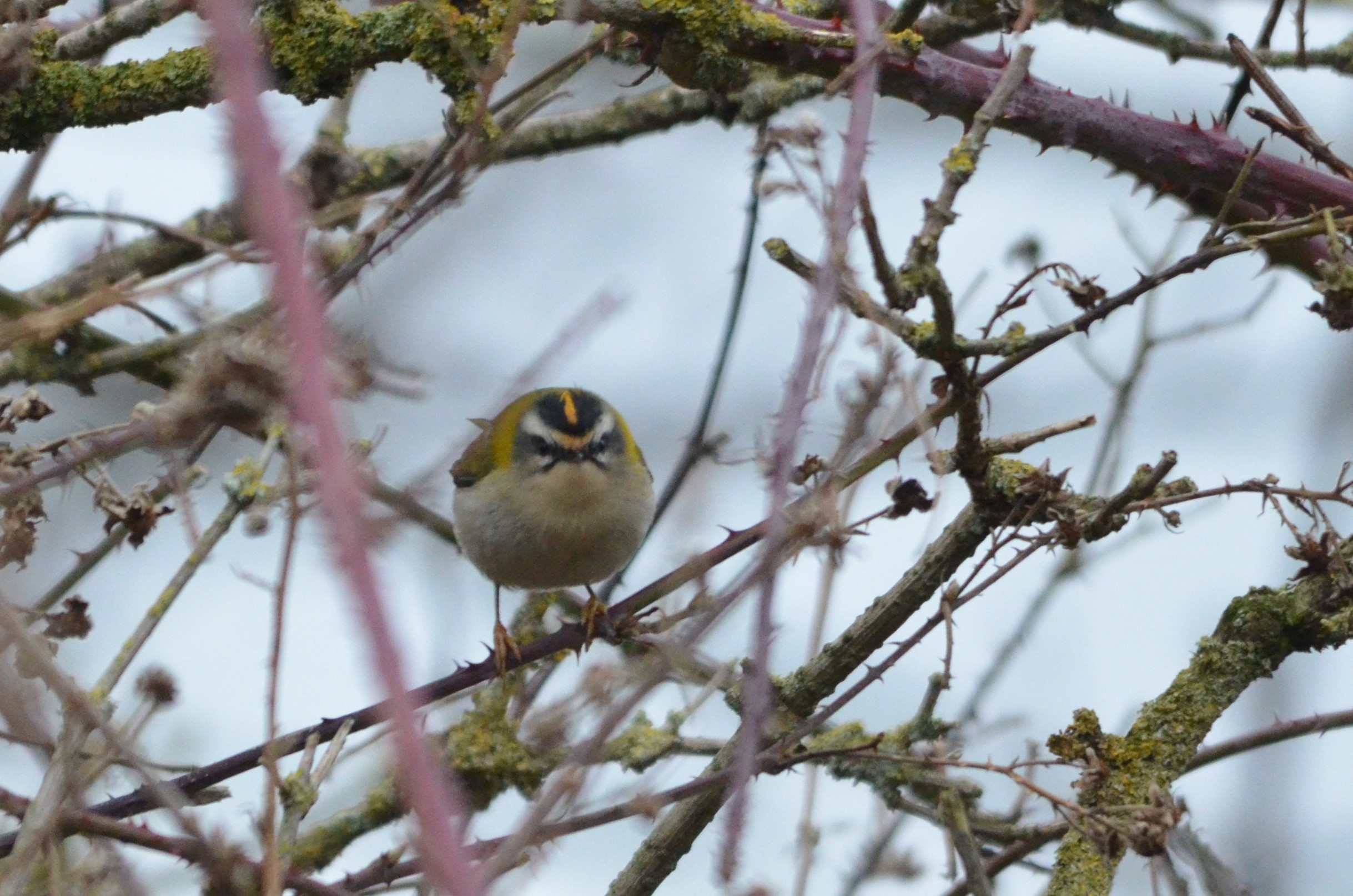 Common Firecrest at Neston (Wirral), 04/02/18
