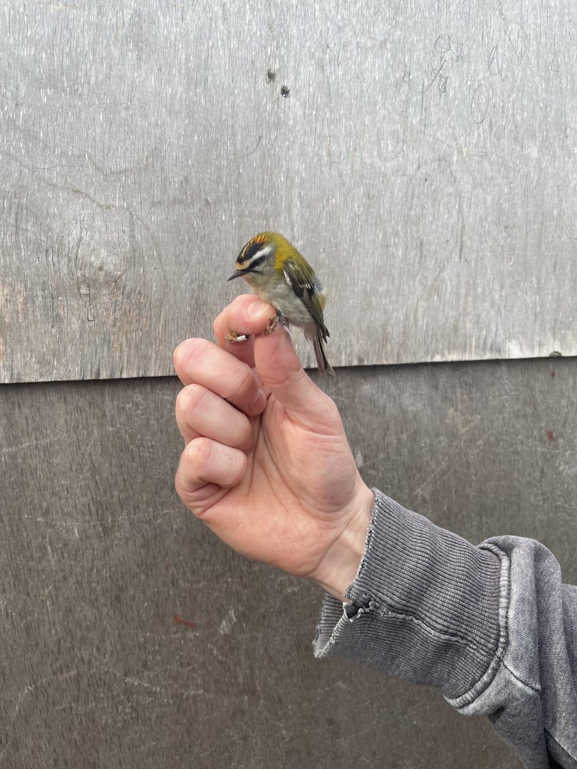 Common firecrest, Regulus ignicapilla