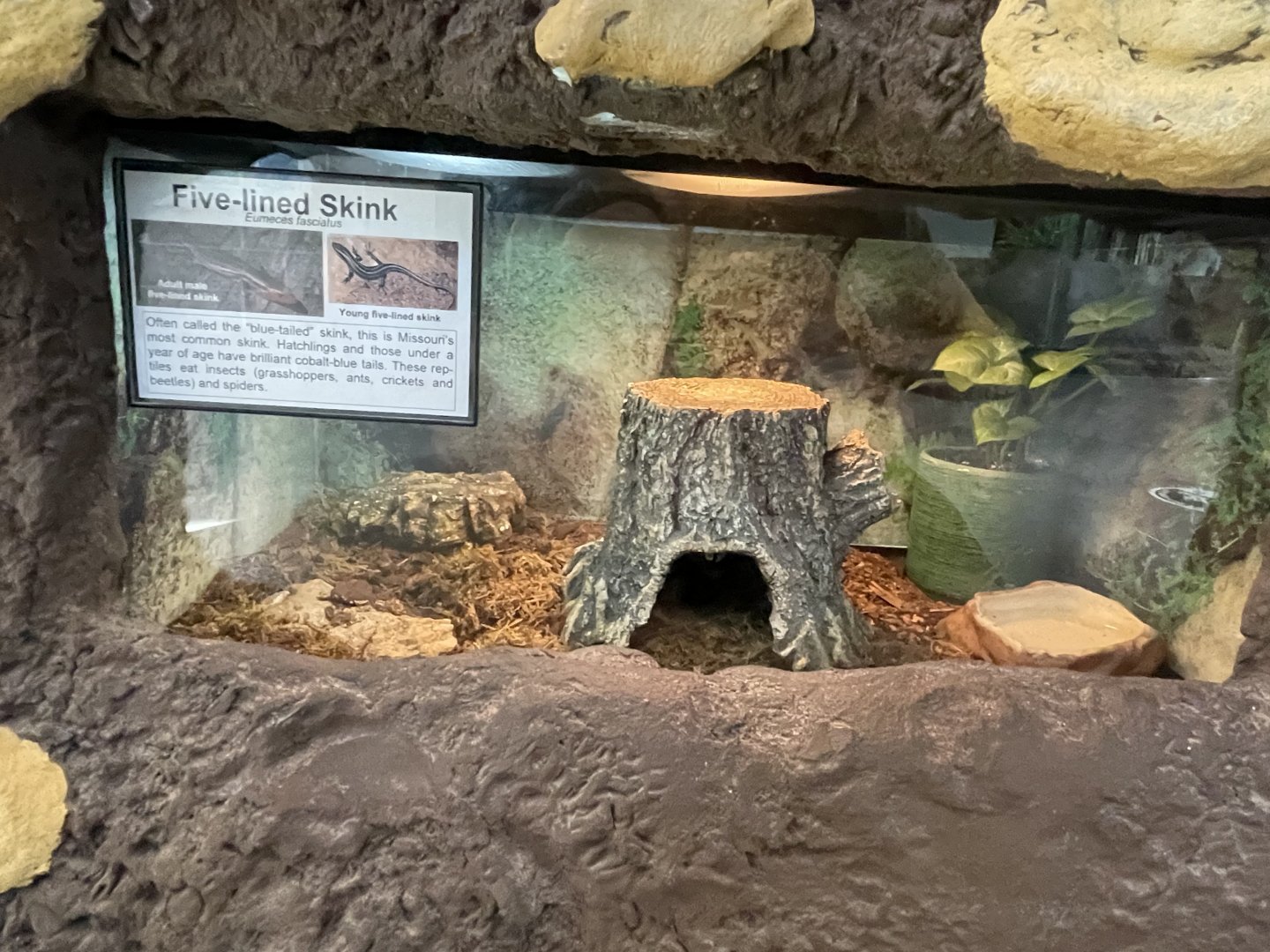 Common Five-lined Skink Exhibit