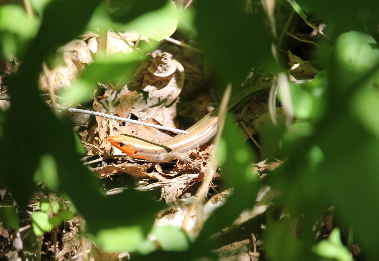 Common Five-lined Skink (Plestiodon fasciatus)