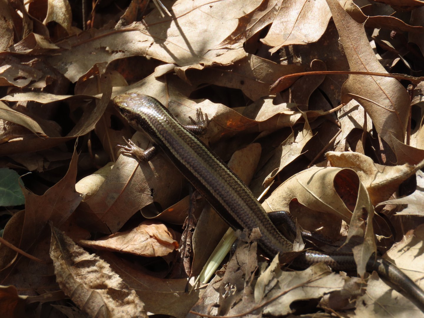 Common Five-lined Skink (Plestiodon fasciatus)