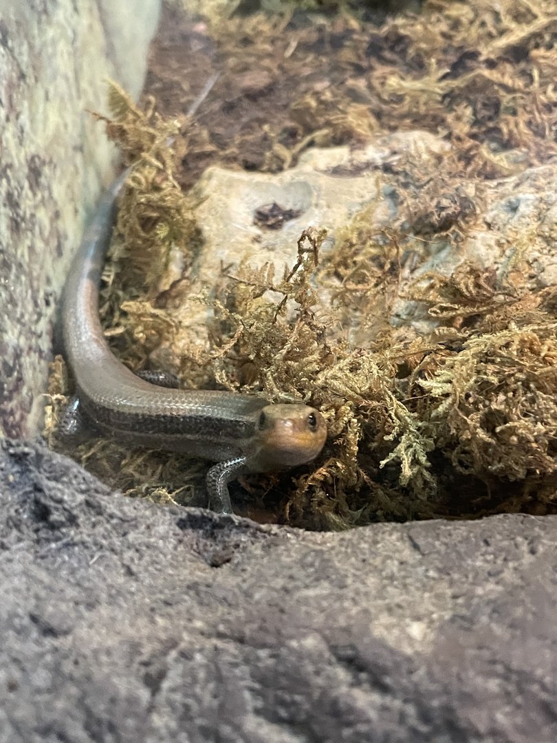 Common Five-lined Skink
