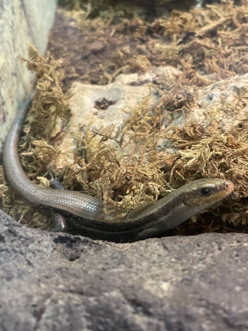 Common Five-lined Skink