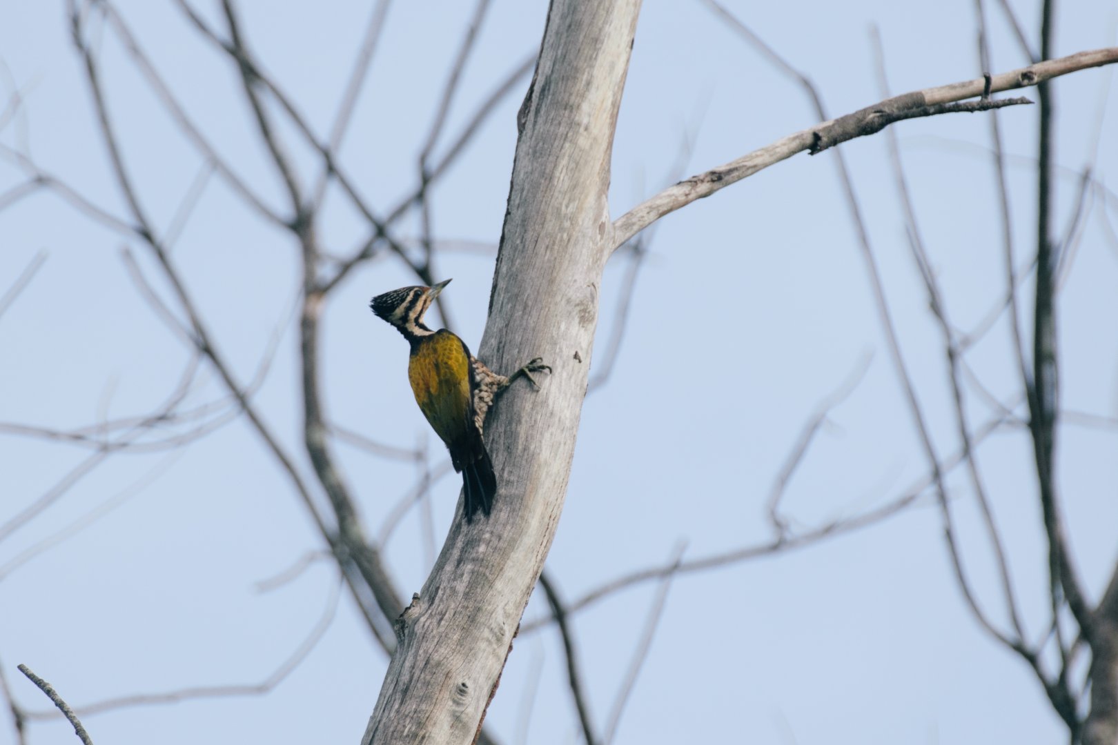 Common Flameback (Dinopium javanense), female