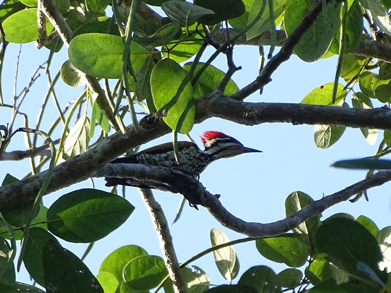 Common flameback (Dinopium javanense intermedium)