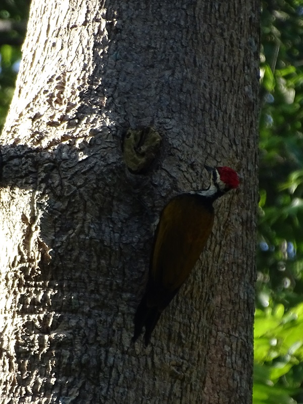 Common flameback (Dinopium javanense intermedium)