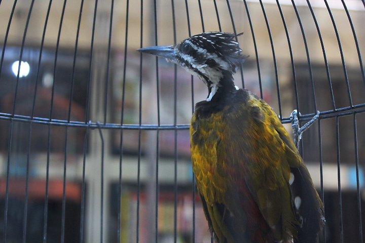 Common flameback (Dinopium javanense javanensis)