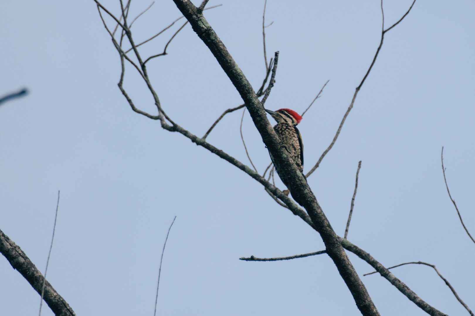 Common Flameback (Dinopium javanense), male